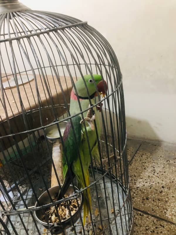 Beautiful raw parrot for sale 1