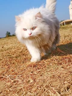 Persian cat hy tripe coat. . . blue eyes. . . . vaccinated hy. .