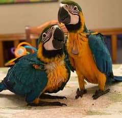 macaw