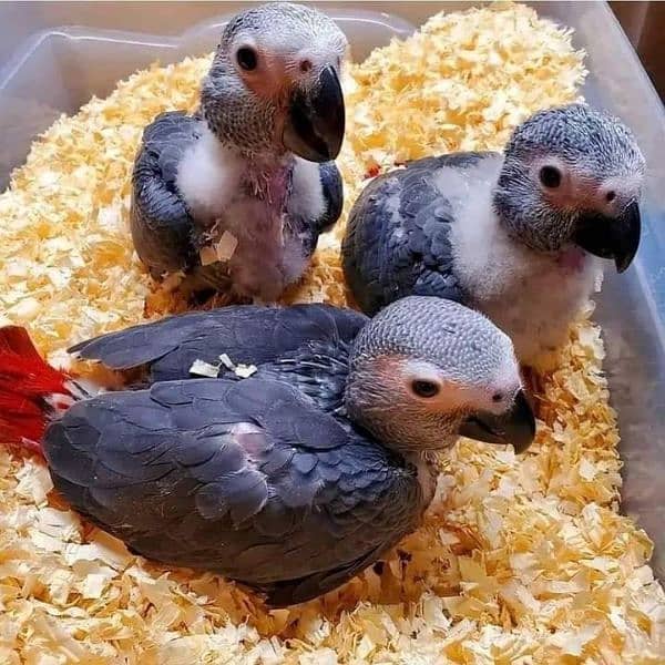 macaw parrot chicks available for sale farms house 9