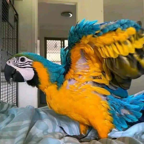 macaw parrot chicks available for sale farms house 12