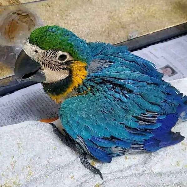 macaw parrot chicks available for sale farms house 13