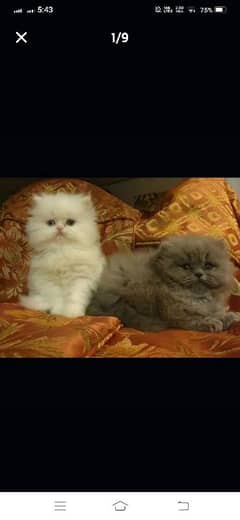 Persian kittens