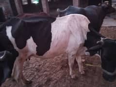 3 cows 3 wachey 28 liter milk daily