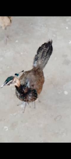 Guinea Fowl peacock