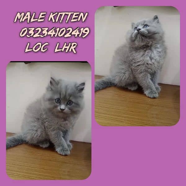 persian male kitten for sale 0