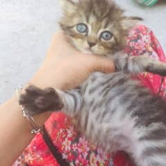 cute kitten 8000 trip cod kitten mix clour