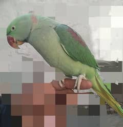 one and half year parrot