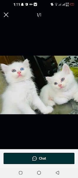 Persian Cat For Sale 2 Manth Age WhatsApp 03264028934 0