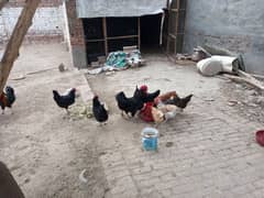 egg laying Australop and desi hens