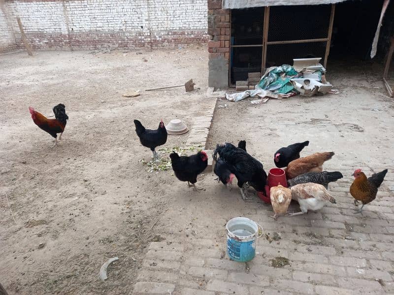 egg laying Australop and desi hens 1