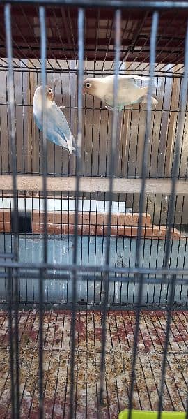 Love Bird Pair Age is 2 Years Confirm Breader Pair for sale. 1