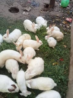 Red eys white color rabbits 0