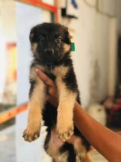 German shepherd WORKING LINE male  puppies available for sale