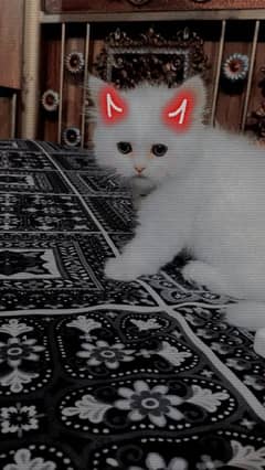 Persian kitten