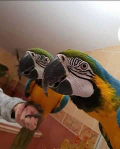 belu golden macaw parrot chiks far sale contact Whatsapp 03314489359