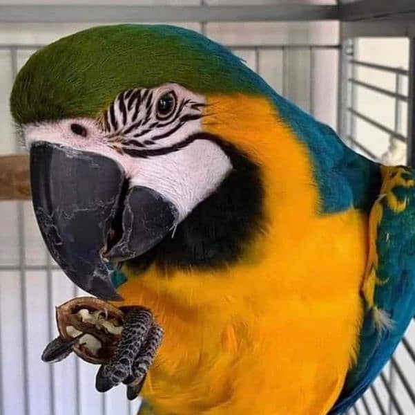 belu golden macaw parrot chiks far sale contact Whatsapp 03314489359 1