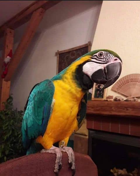 belu golden macaw parrot chiks far sale contact Whatsapp 03314489359 3