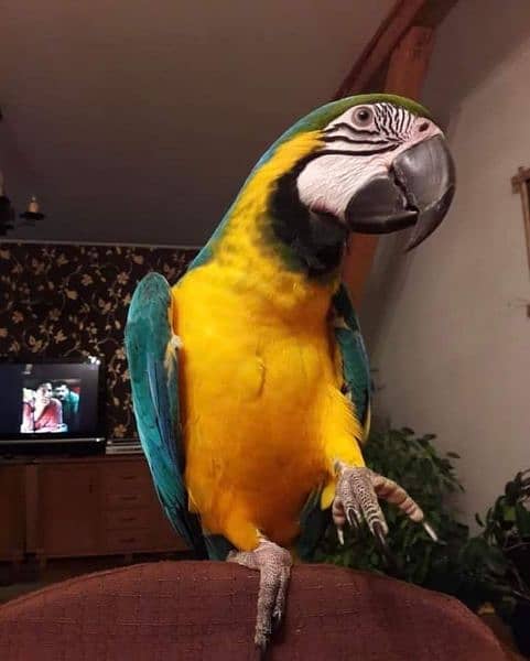 belu golden macaw parrot chiks far sale contact Whatsapp 03314489359 4