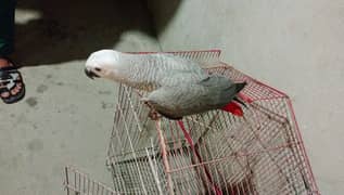 African Grey 0