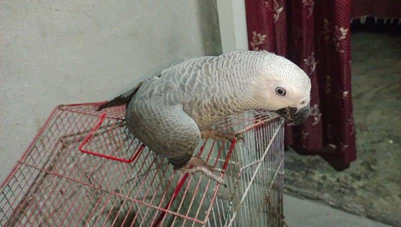 African Grey 1