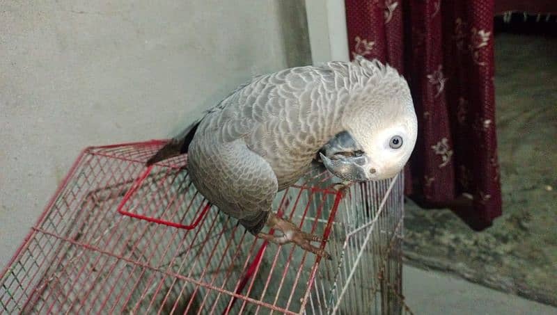 African Grey 2