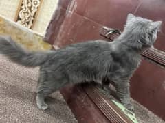 GREY CAT FOR SALE