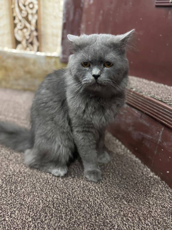 GREY CAT FOR SALE 1