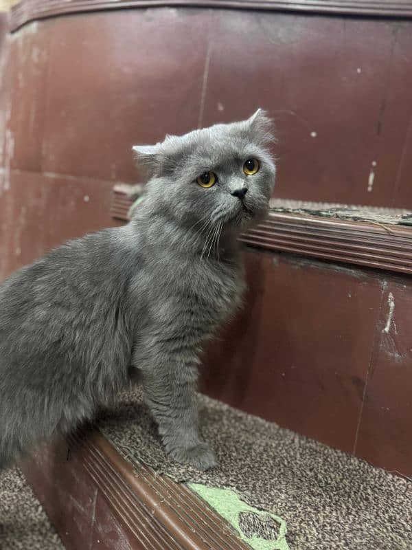 GREY CAT FOR SALE 2