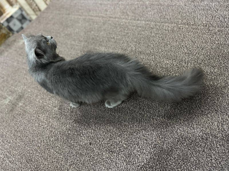 GREY CAT FOR SALE 3