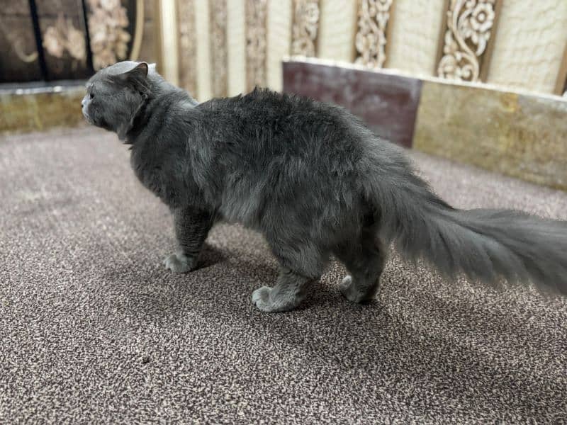 GREY CAT FOR SALE 4