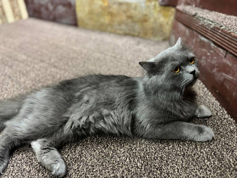 GREY CAT FOR SALE 5