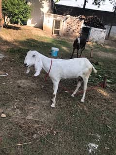 goat for sale