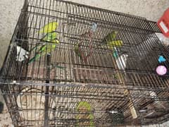 Australian parrot 6 pair breeder 1baby