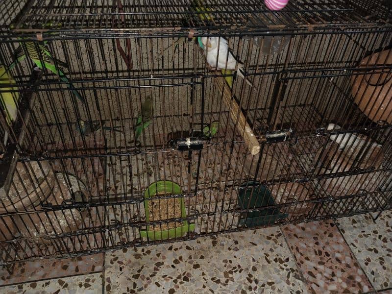 Australian parrot 6 pair breeder 1baby 1