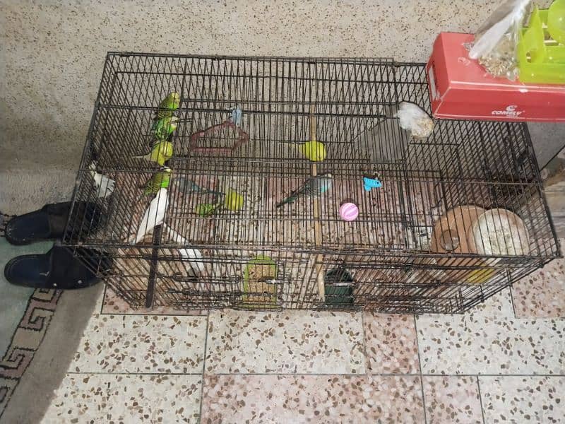 Australian parrot 6 pair breeder 1baby 2