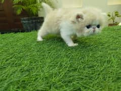 peki face male kitten for sale