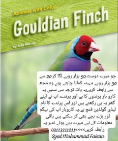 Lady Gouldian Breeding Pairs