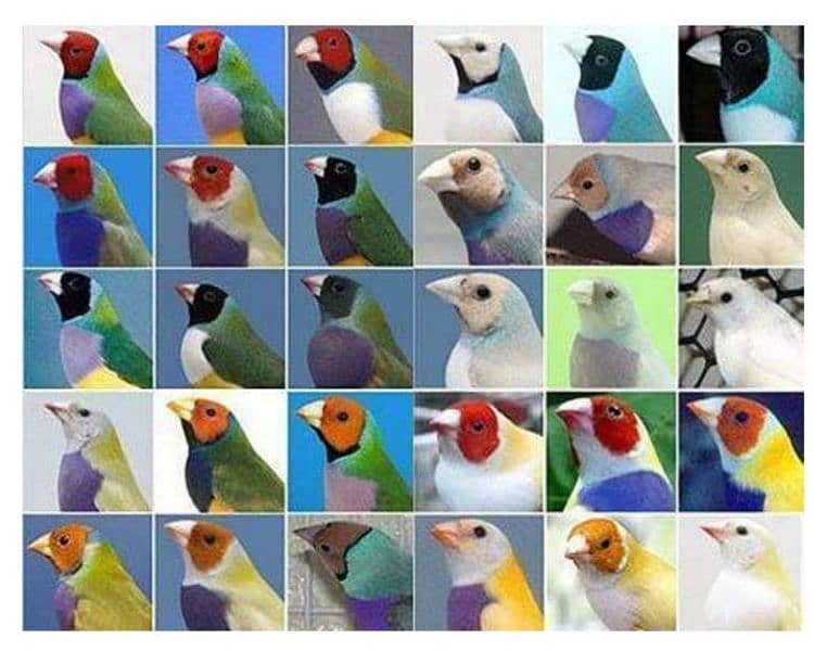 Lady Gouldian Breeding Pairs 3