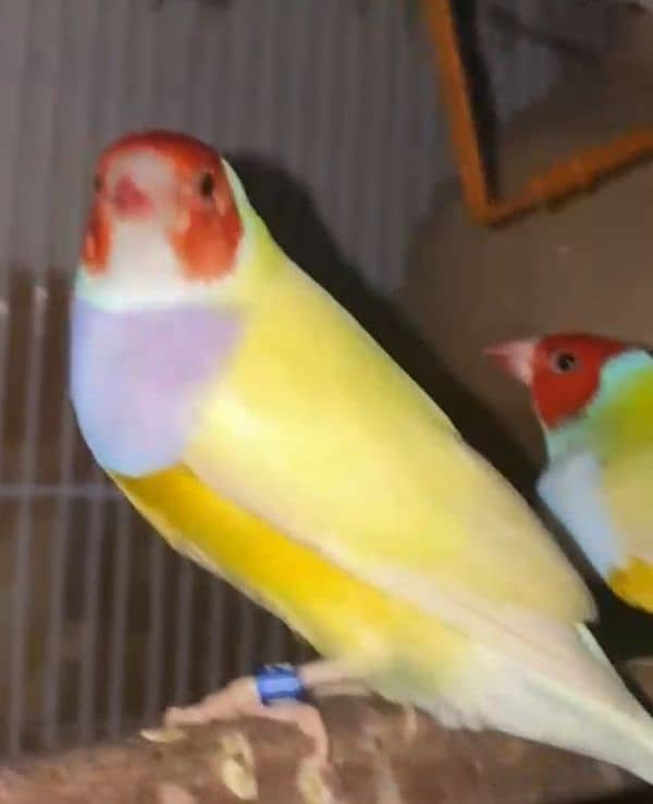 Lady Gouldian Breeding Pairs 5