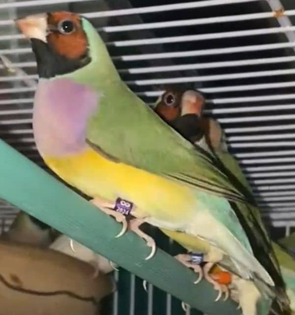 Lady Gouldian Breeding Pairs 6