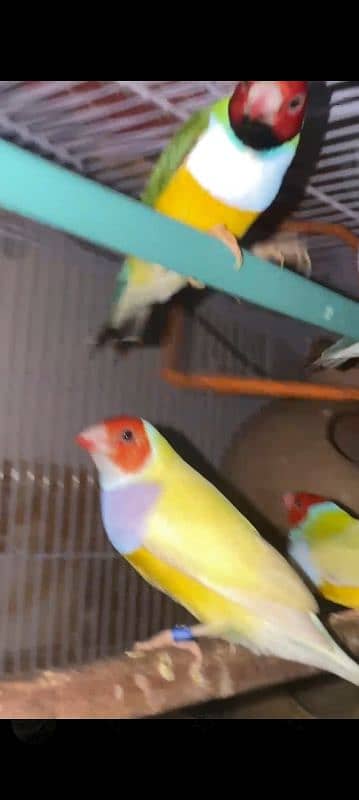 Lady Gouldian Breeding Pairs 7