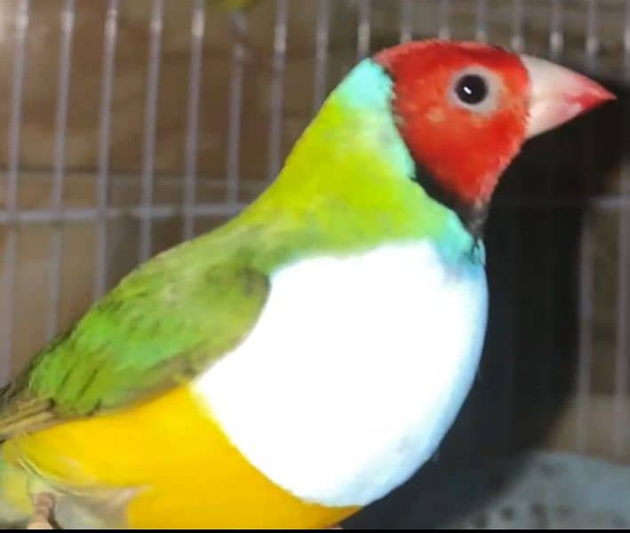 Lady Gouldian Breeding Pairs 8