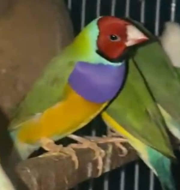 Lady Gouldian Breeding Pairs 9