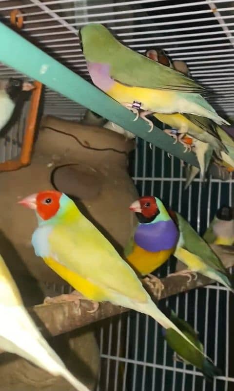 Lady Gouldian Breeding Pairs 10