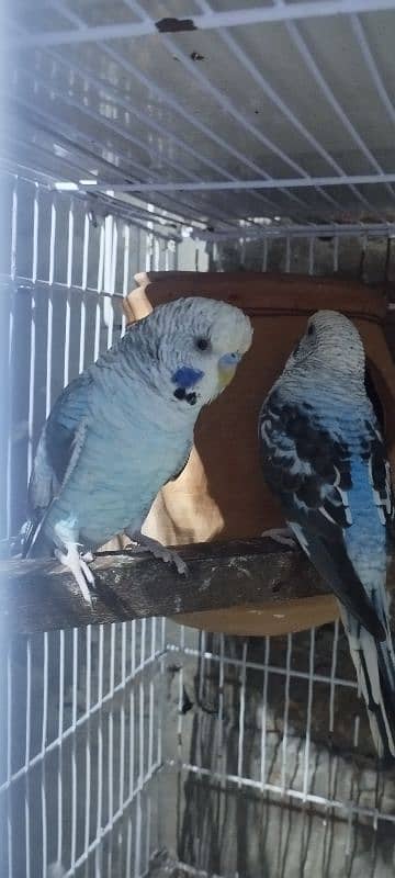 black wings budgie parrot raw breeding box 8