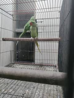 Pahari Parrot