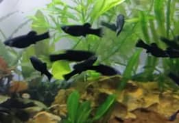 blackmolly fry