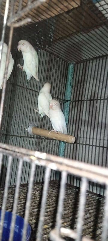 Albino red x Albino split  baredar pair age 2 year 1