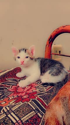 Beautiful kitten for free